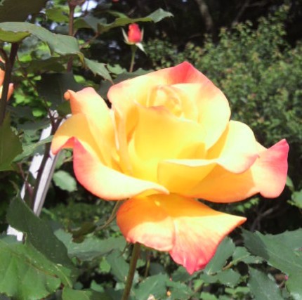 f:id:makoako:20220222001910j:plain