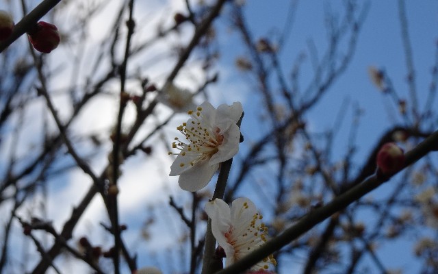 f:id:makoako:20220304082244j:plain