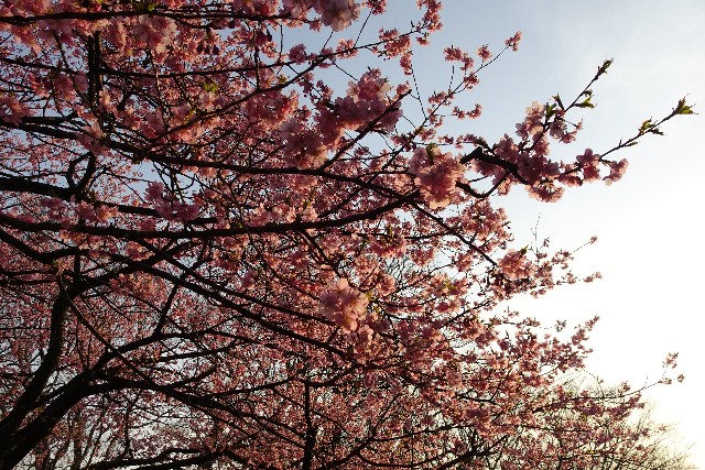 f:id:makoako:20220313231212j:plain