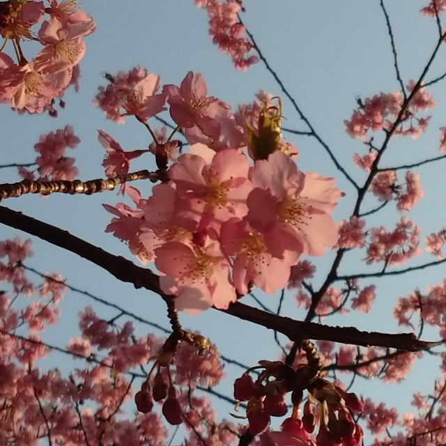 f:id:makoako:20220313231251j:plain