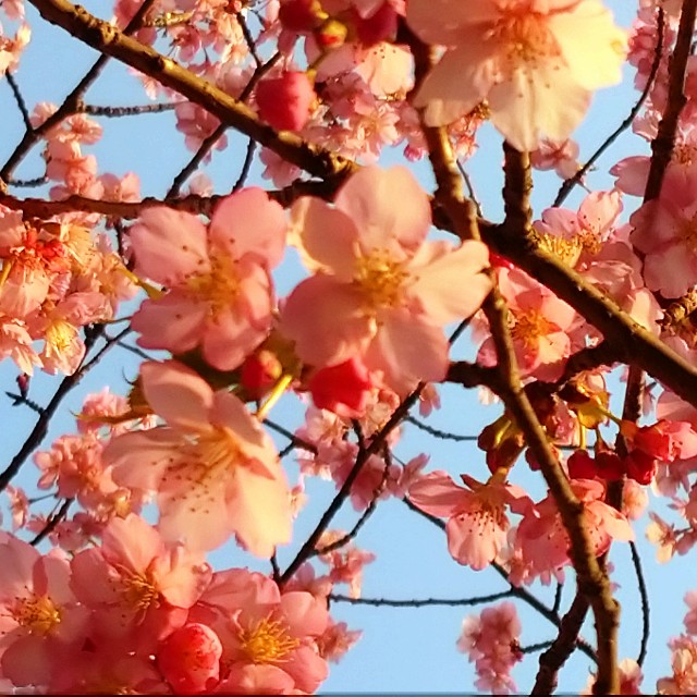 f:id:makoako:20220313231307j:plain