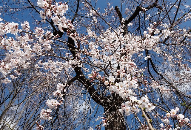 f:id:makoako:20220320004008j:plain