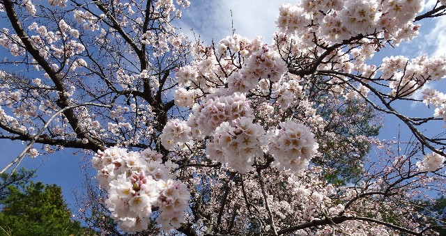 f:id:makoako:20220320004247j:plain