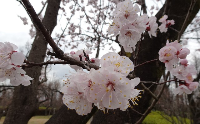f:id:makoako:20220321000121j:plain