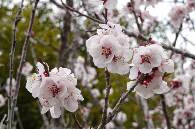 f:id:makoako:20220322180128j:plain