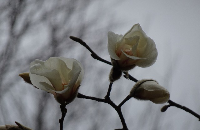 f:id:makoako:20220322180220j:plain