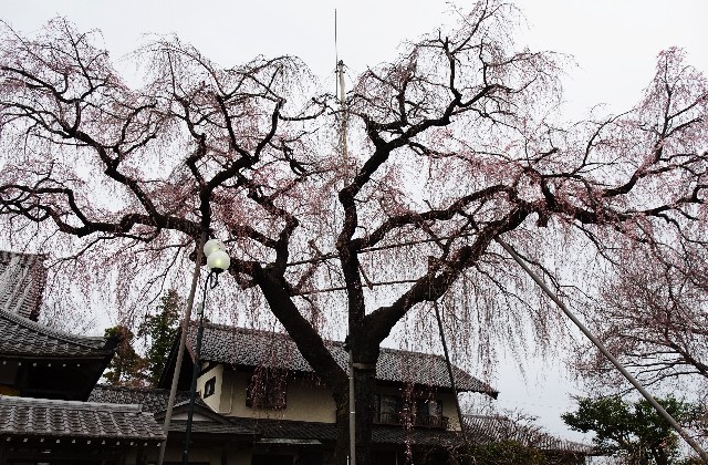 f:id:makoako:20220327120539j:plain