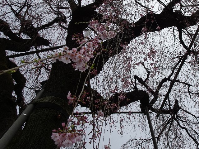 f:id:makoako:20220327120554j:plain