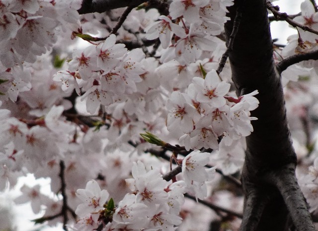 f:id:makoako:20220328004046j:plain