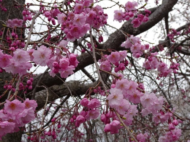 f:id:makoako:20220328004114j:plain