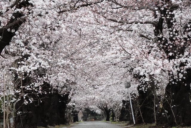 f:id:makoako:20220328004557j:plain