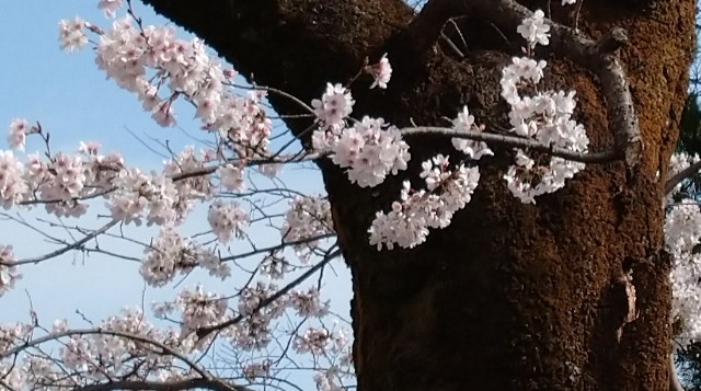 f:id:makoako:20220331235506j:plain