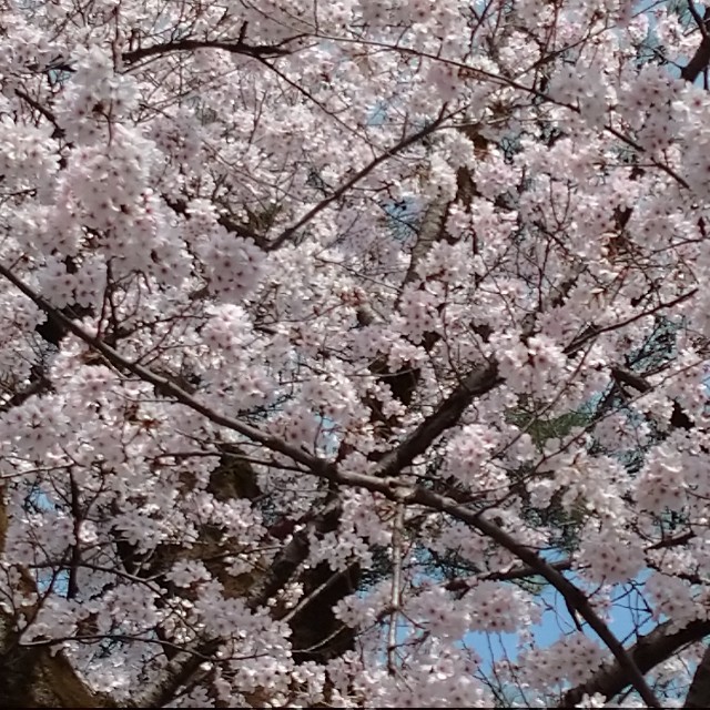 f:id:makoako:20220331235644j:plain