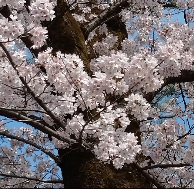 f:id:makoako:20220331235703j:plain