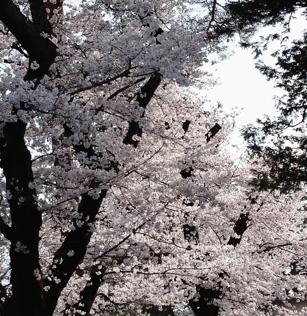 f:id:makoako:20220331235724j:plain