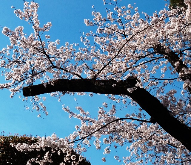 f:id:makoako:20220402000250j:plain