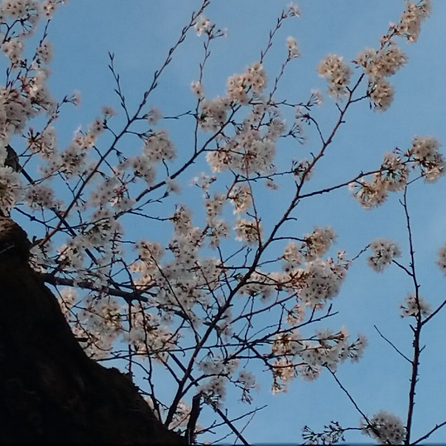 f:id:makoako:20220402002137j:plain