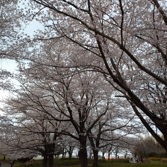 f:id:makoako:20220403120410j:plain