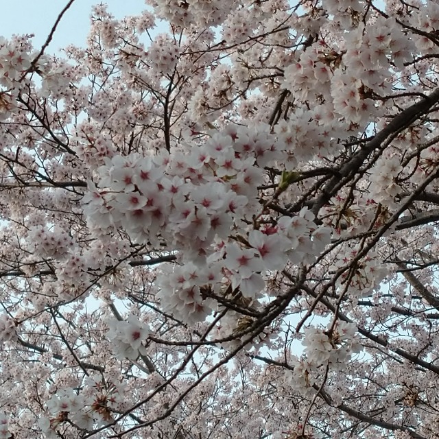 f:id:makoako:20220403120419j:plain