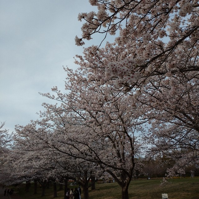 f:id:makoako:20220403120444j:plain