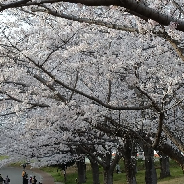 f:id:makoako:20220403120457j:plain
