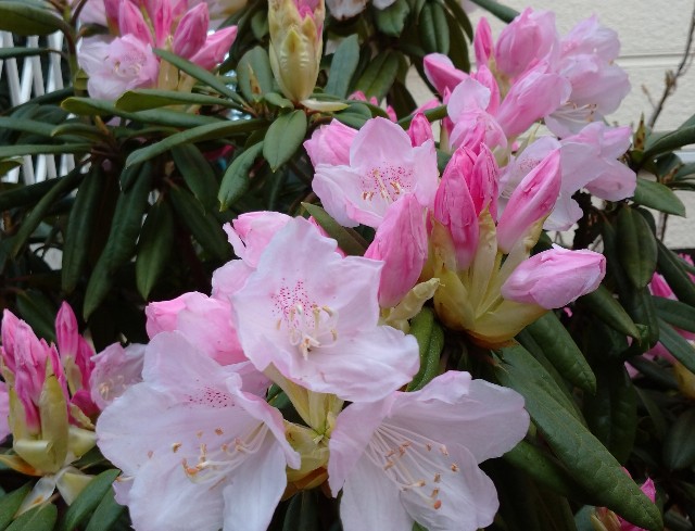 f:id:makoako:20220406002332j:plain