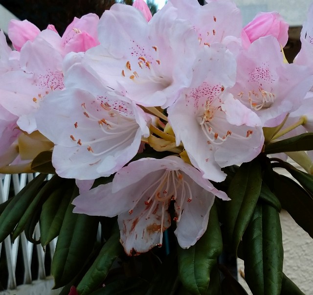 f:id:makoako:20220406002345j:plain