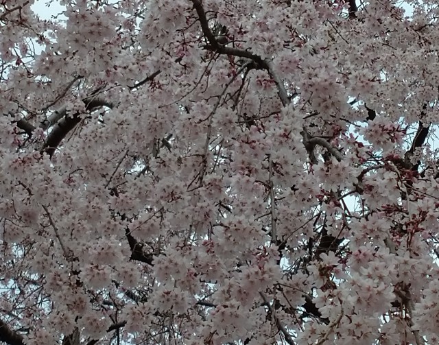 f:id:makoako:20220408001121j:plain