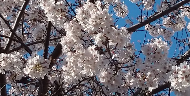f:id:makoako:20220408001239j:plain
