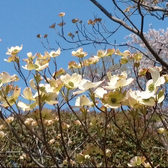 f:id:makoako:20220409002419j:plain