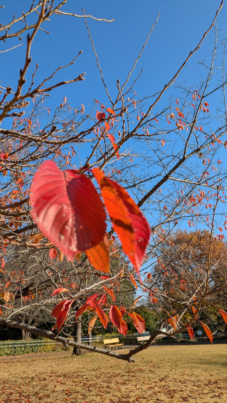 f:id:makoako:20251129000738j:image