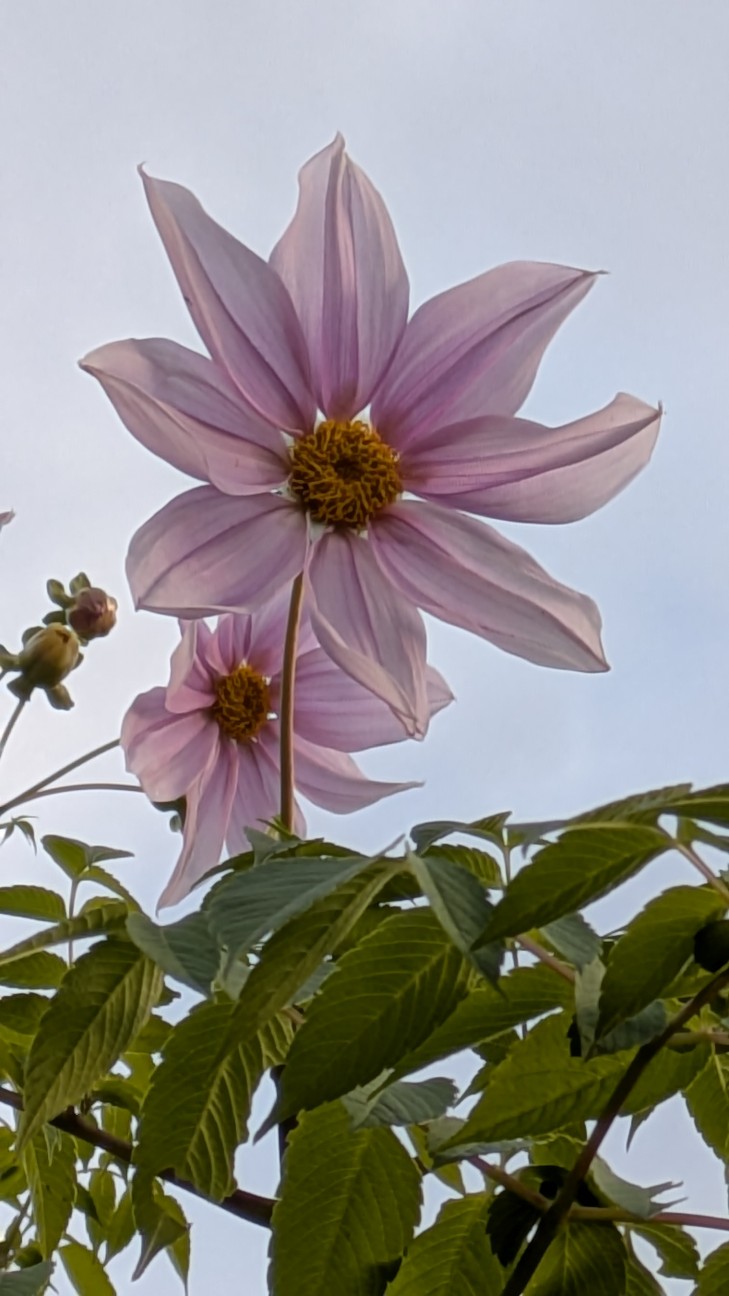 f:id:makoako:20251130103138j:image