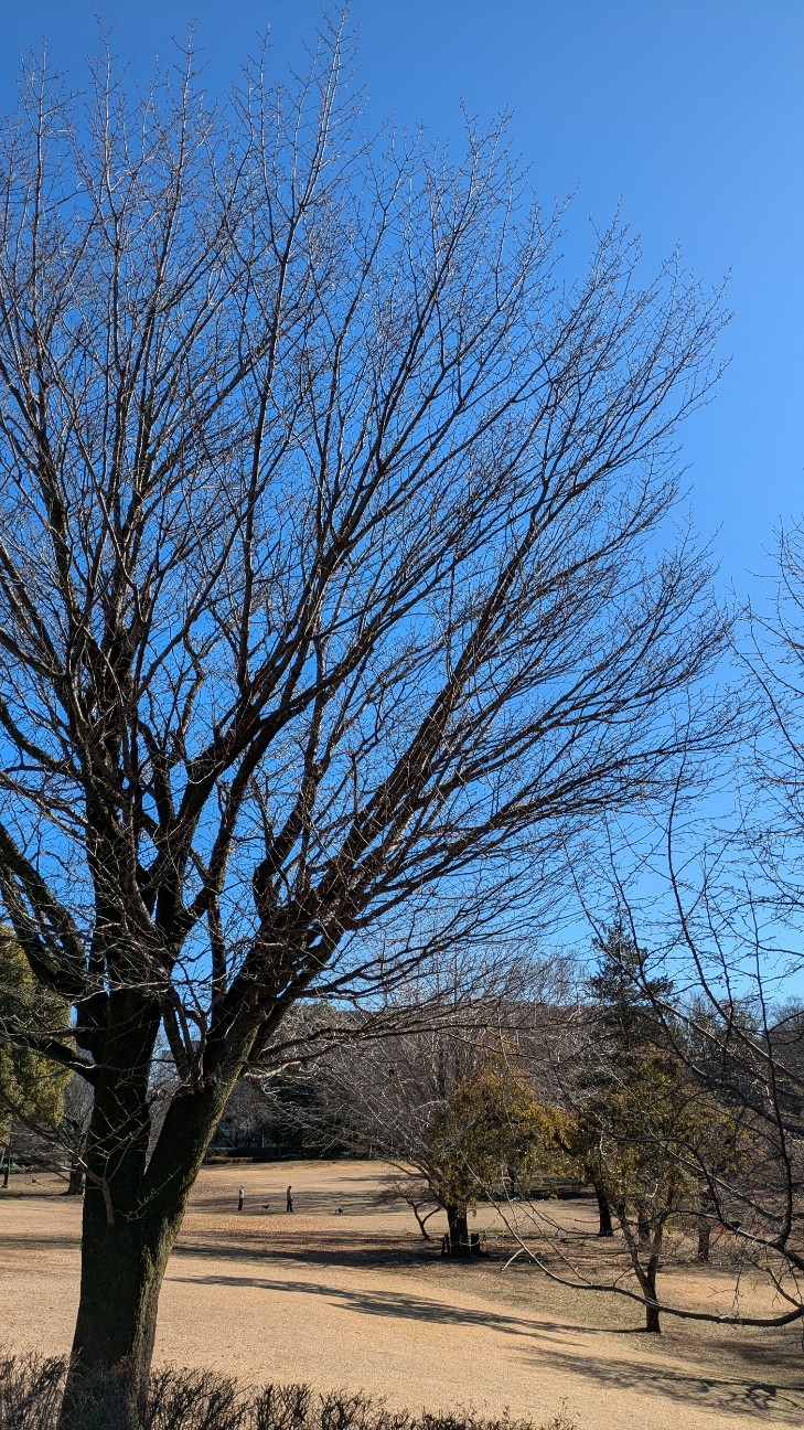 f:id:makoako:20260104005029j:image