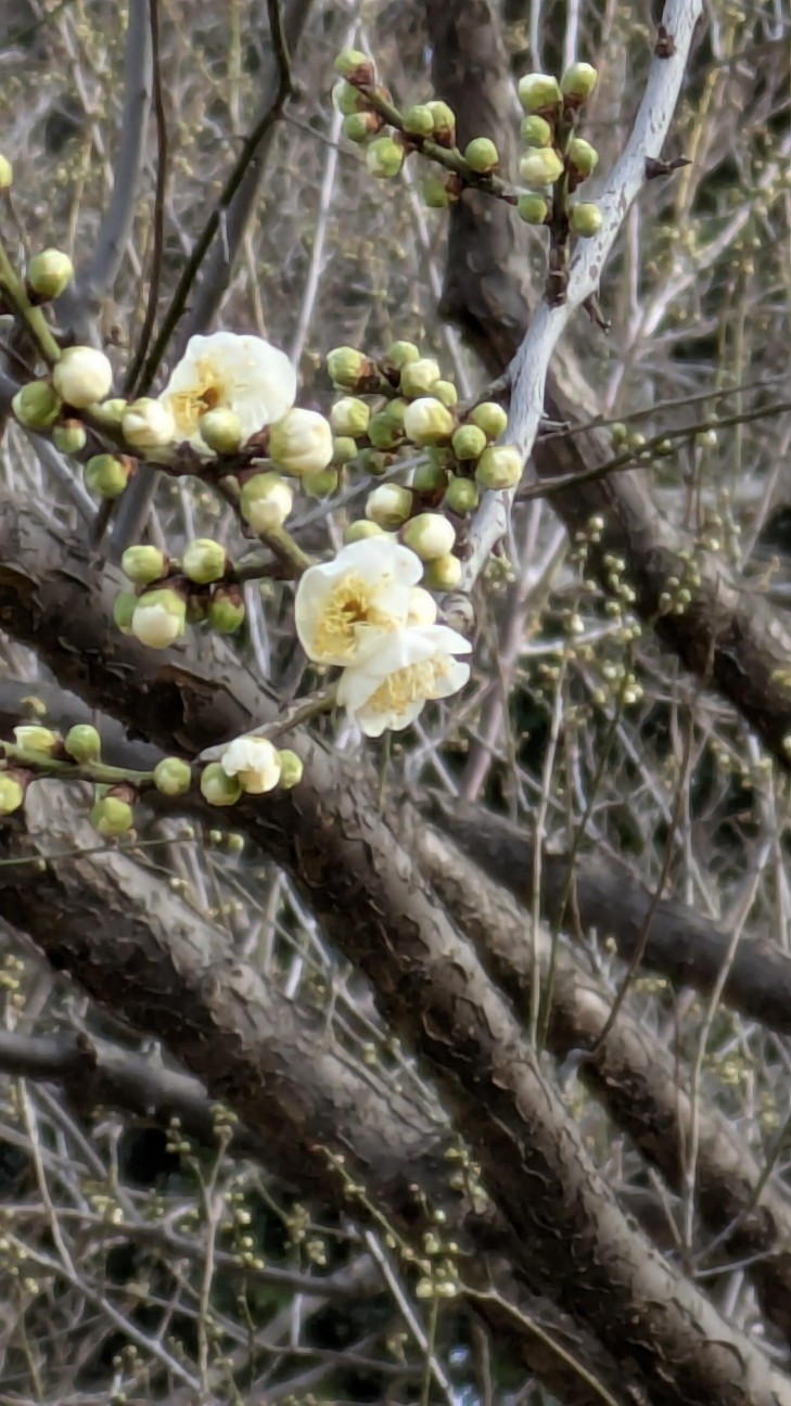 f:id:makoako:20260129174900j:image f:id:makoako:20260129174900j:image