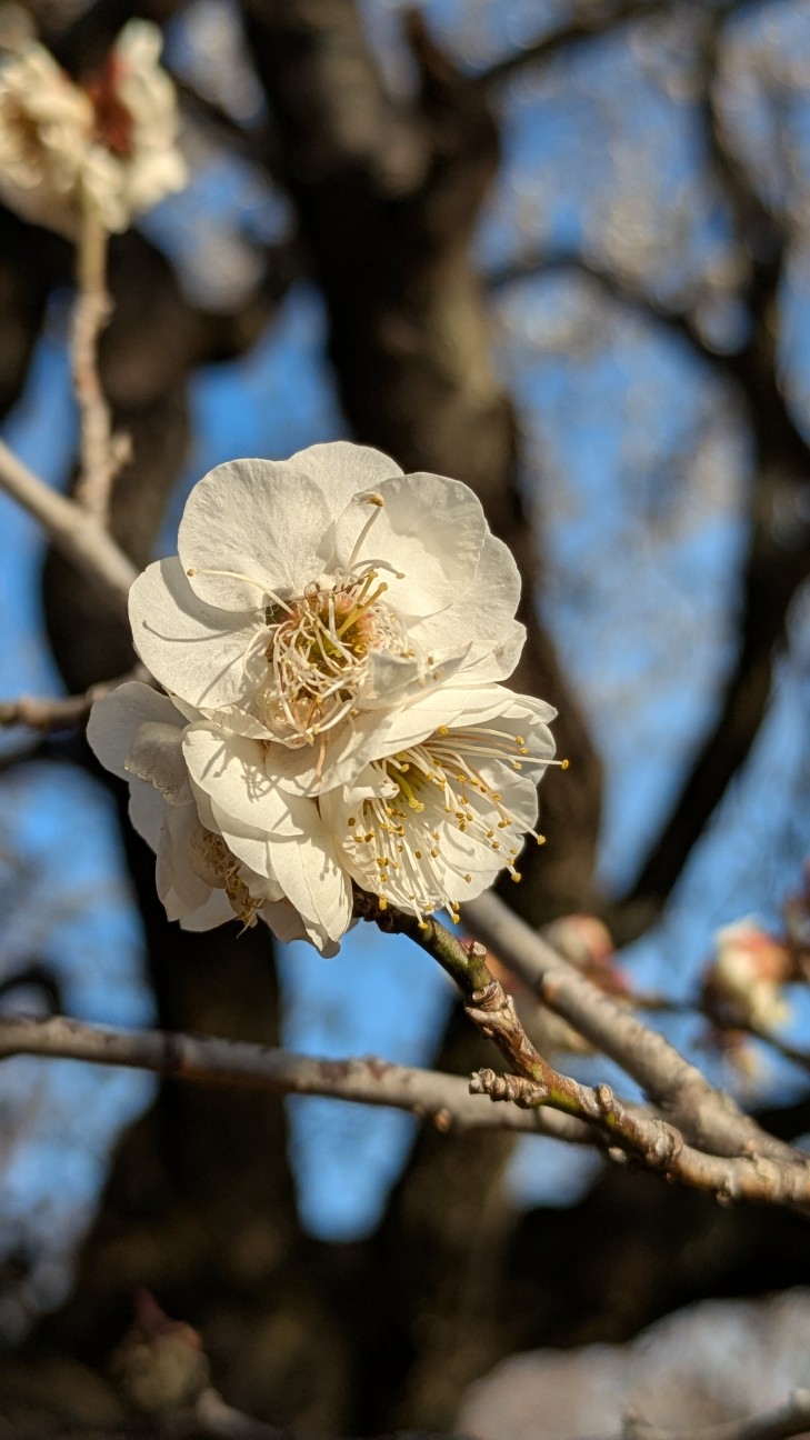 f:id:makoako:20260201115308j:image f:id:makoako:20260201115308j:image