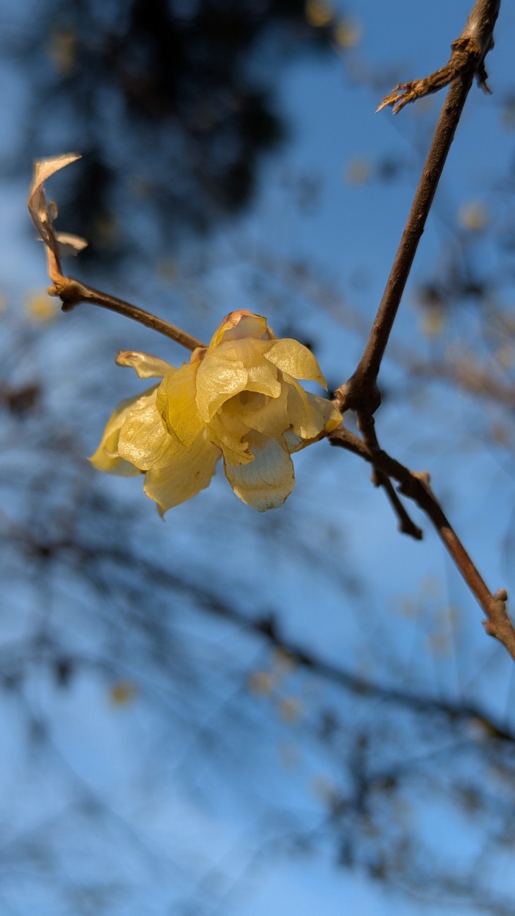 f:id:makoako:20260201115317j:image f:id:makoako:20260201115317j:image