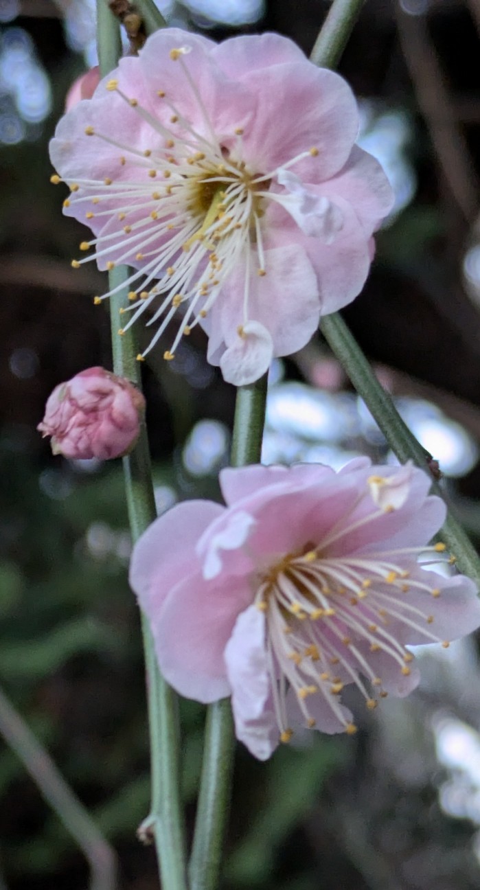 f:id:makoako:20260204180234j:image f:id:makoako:20260204180234j:image