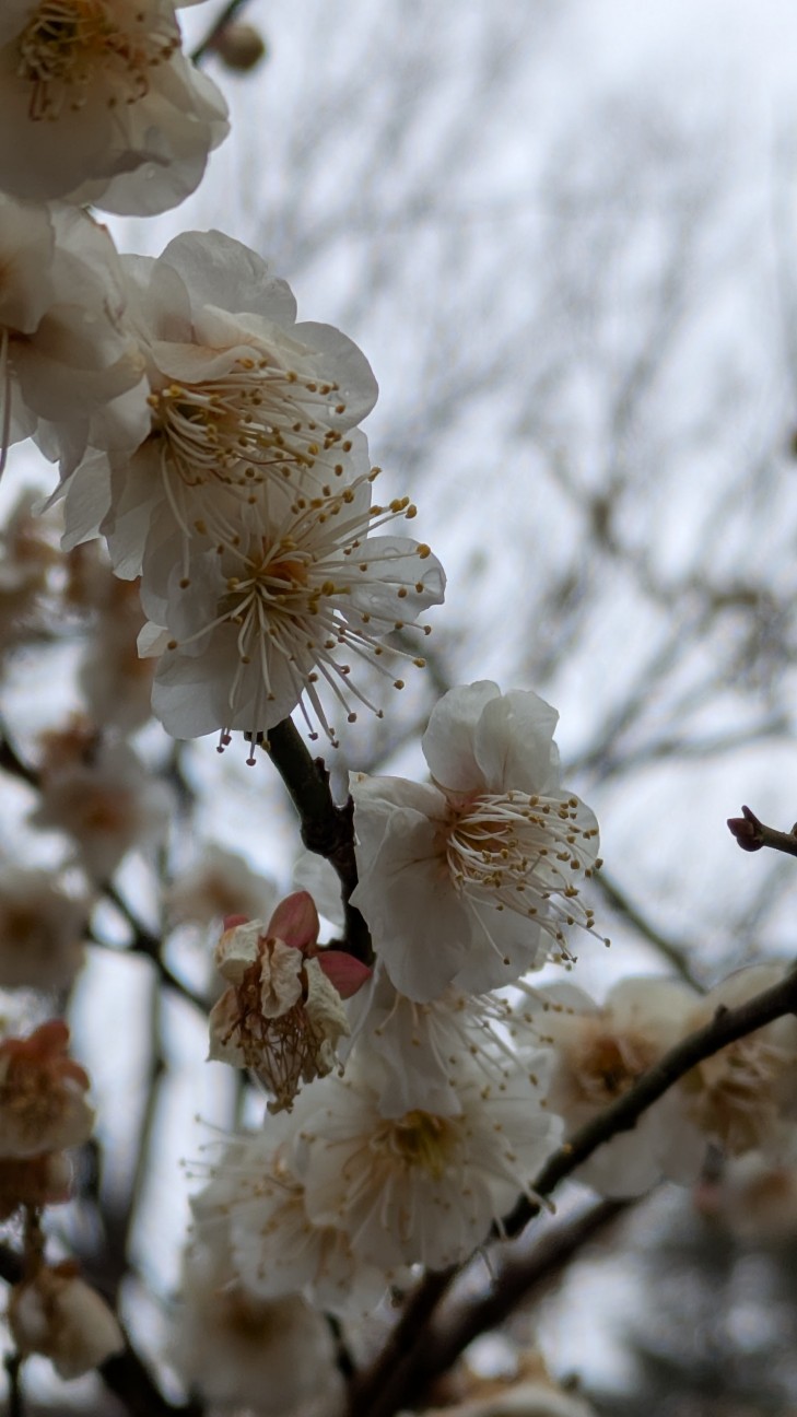 f:id:makoako:20260212002955j:image f:id:makoako:20260212002955j:image