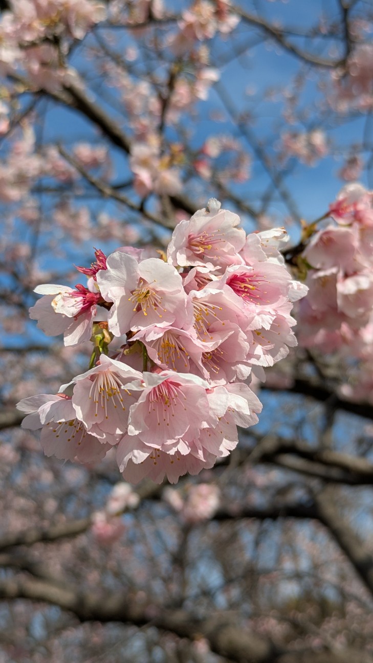f:id:makoako:20260308233506j:image