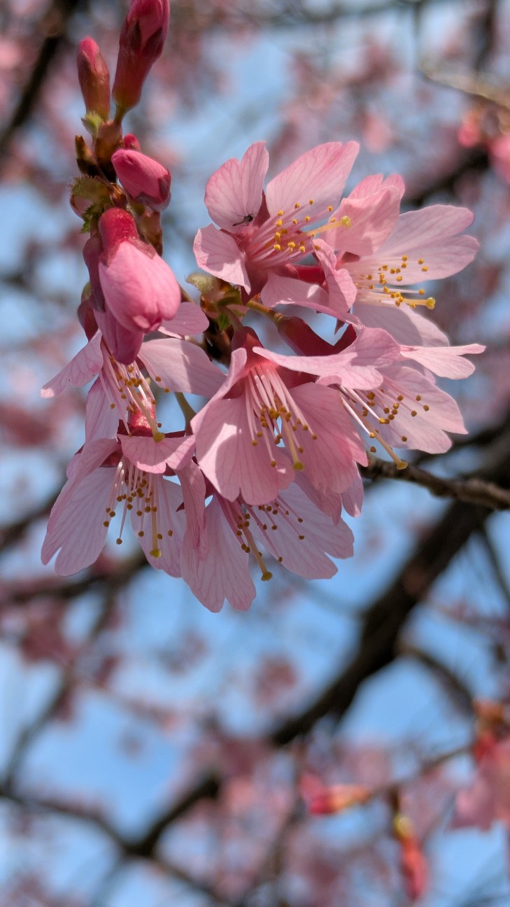 f:id:makoako:20260308234242j:image