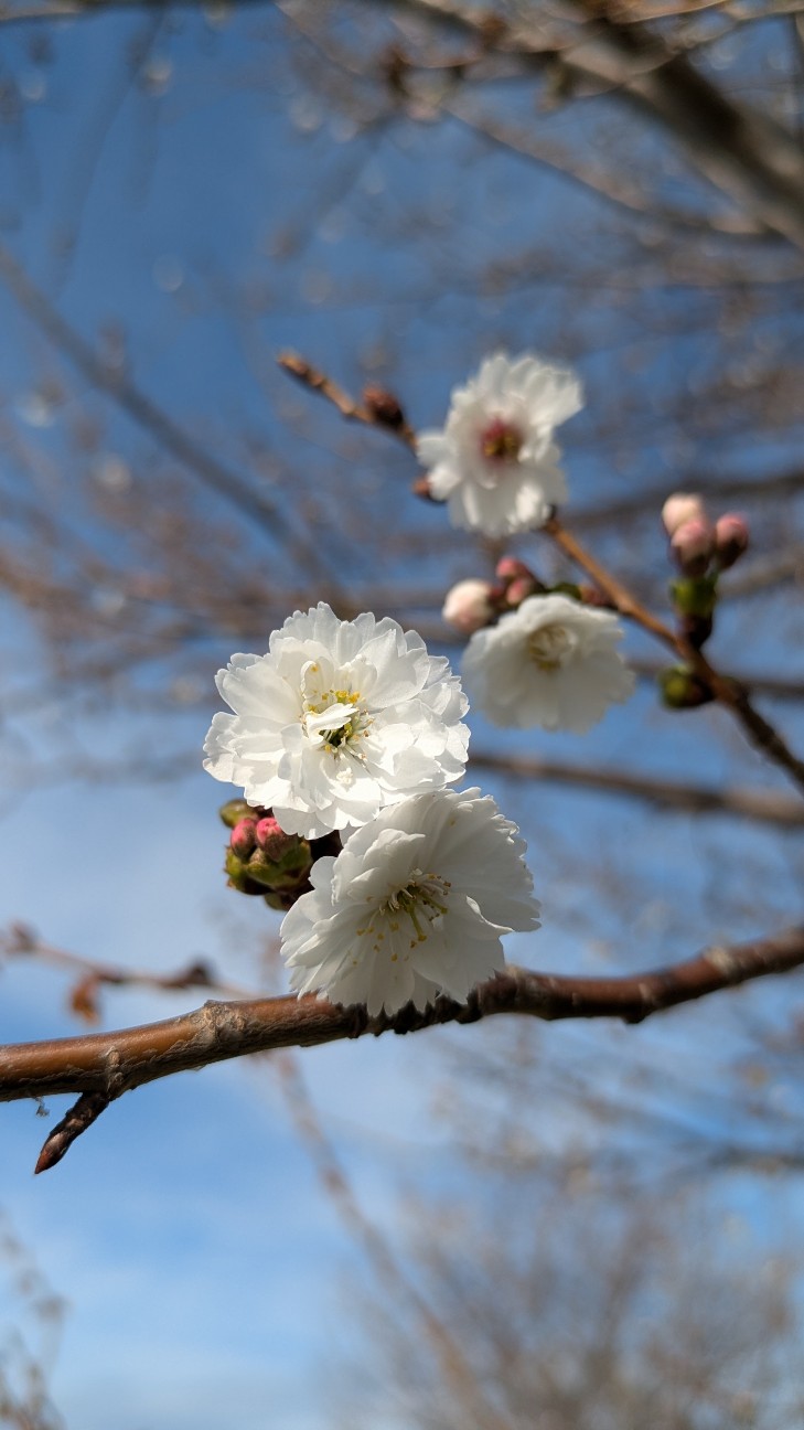f:id:makoako:20260308235326j:image