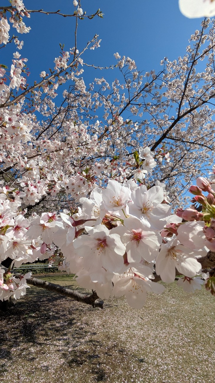 f:id:makoako:20260403125147j:image