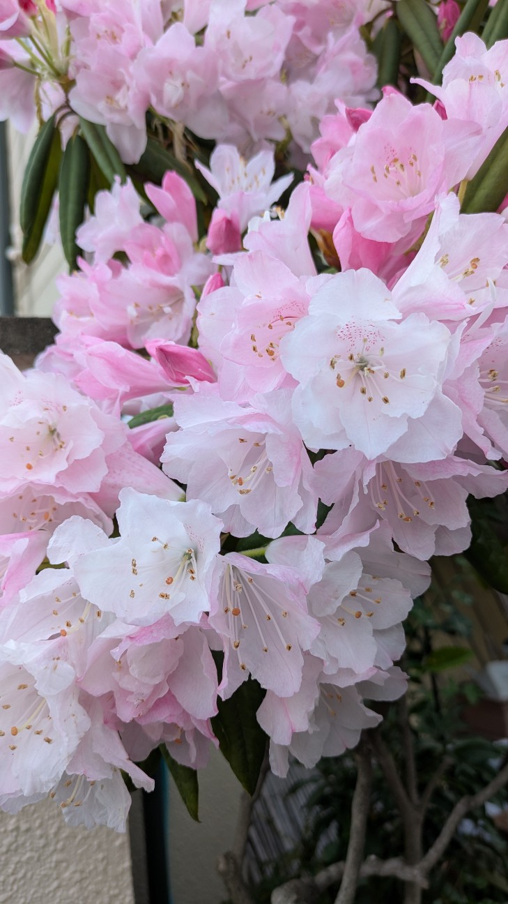 f:id:makoako:20260406125402j:image