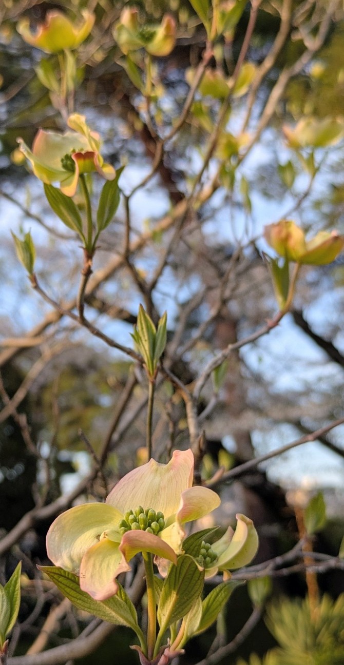 f:id:makoako:20260406125533j:image