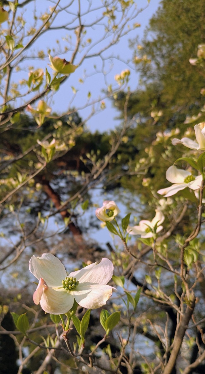 f:id:makoako:20260406234948j:image