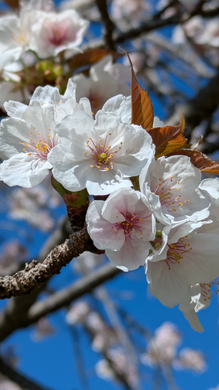 f:id:makoako:20260408121549j:image f:id:makoako:20260408121549j:image