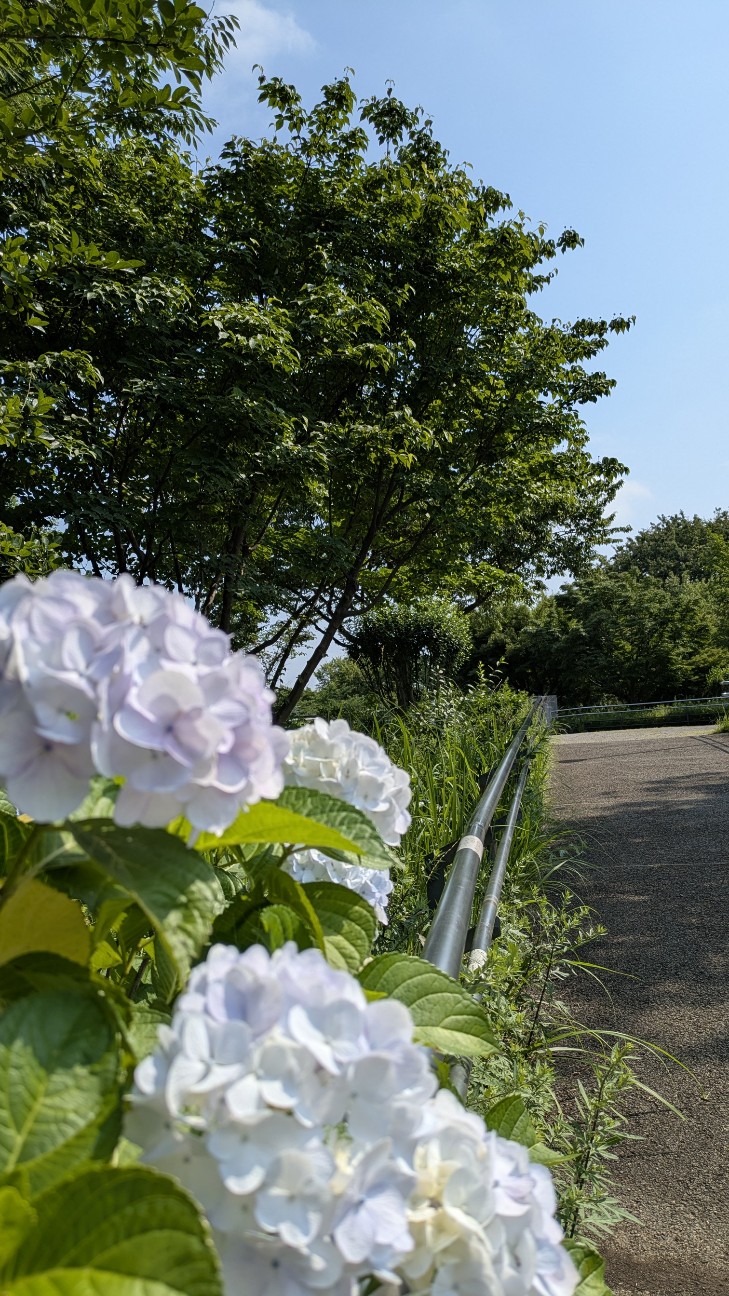 f:id:makoako:20260612124334j:image