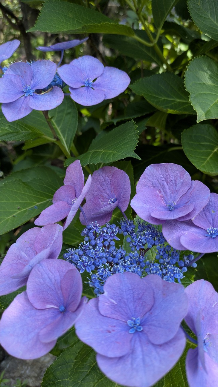 f:id:makoako:20260614220121j:image
