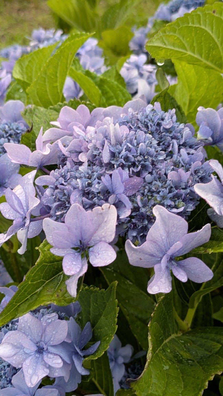 f:id:makoako:20260621222742j:image