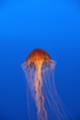 [水族館][SIGMA 18-200mm F3.5-6.3 DC]江ノ島水族館　クラゲ